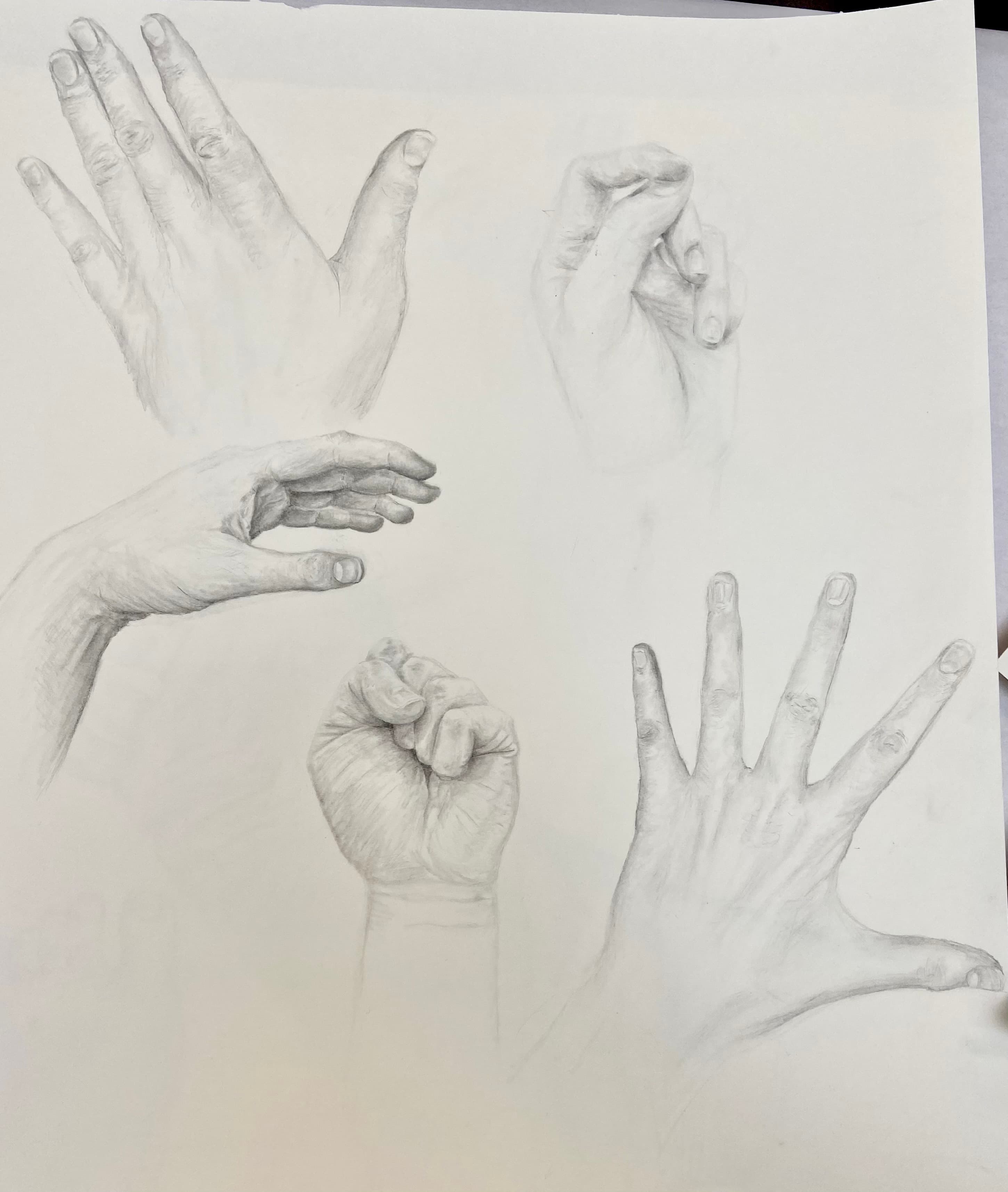 anatomy drawings