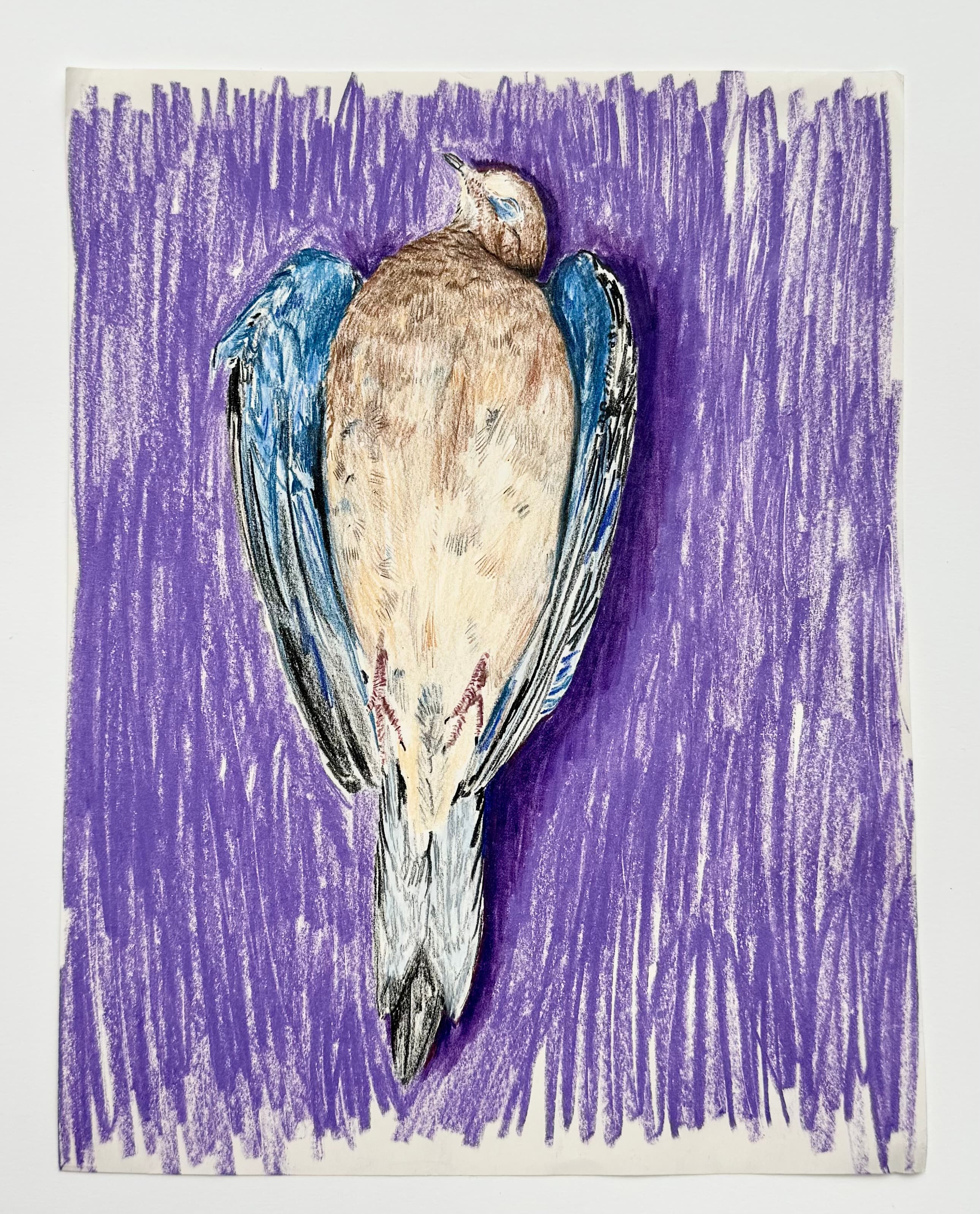 bird drawing